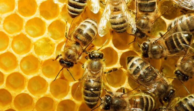 Don’t Step on a Bee Day - July 10