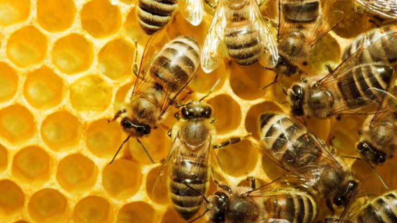 Don’t Step on a Bee Day - July 10