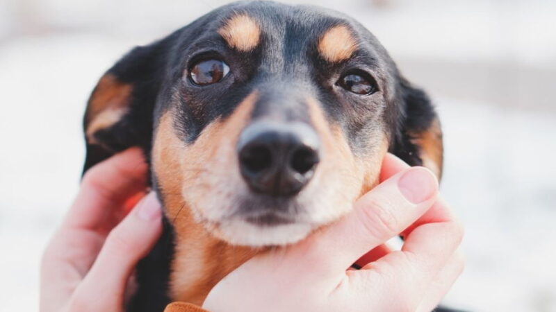 National Pet Parent’s Day - April