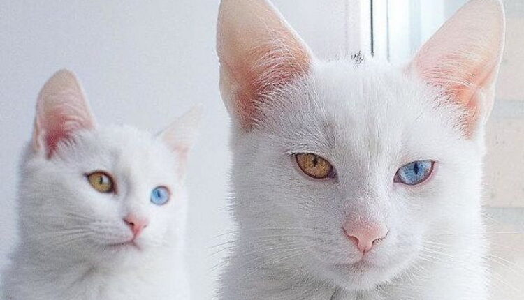 Different Colored Eyes Day