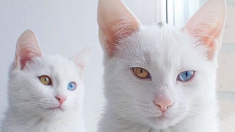 Different Colored Eyes Day