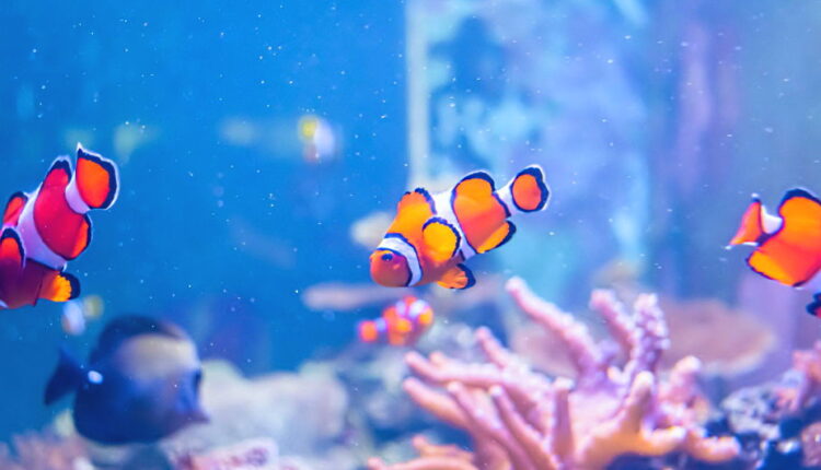 Fish Amnesty Day - September