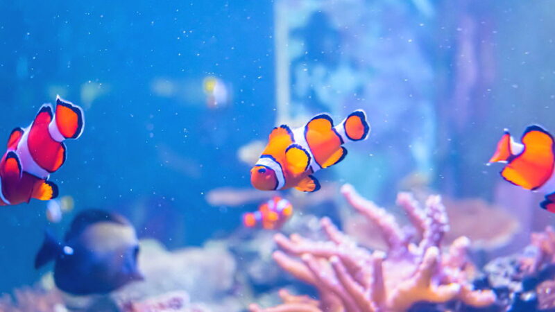 Fish Amnesty Day - September