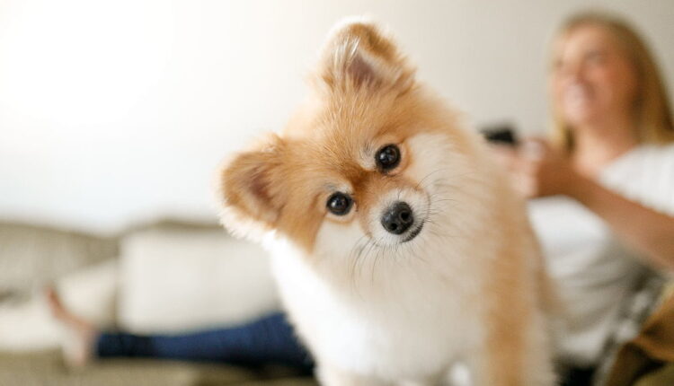 All American Pet Photo Day - July 11