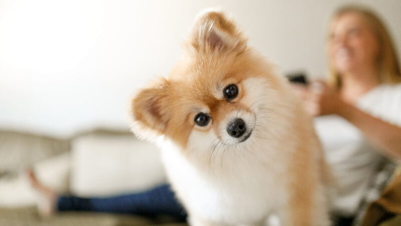 All American Pet Photo Day - July 11