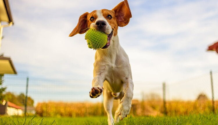 Pet Owners Independence Day - April 18
