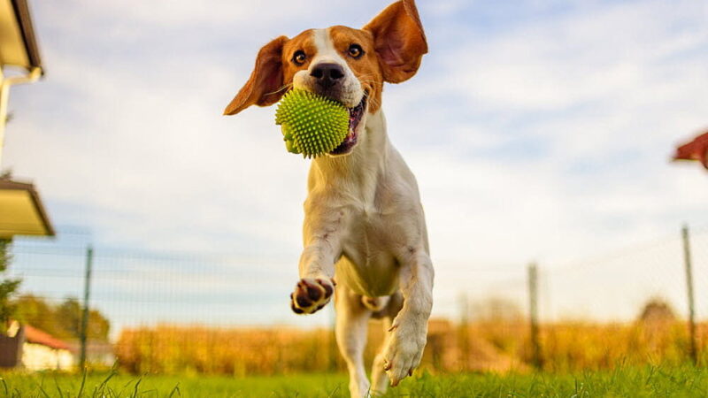 Pet Owners Independence Day - April 18