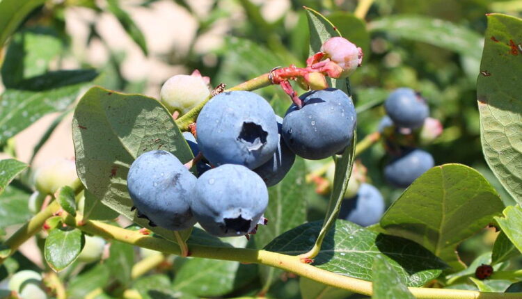 Pick Blueberries Day - July 10
