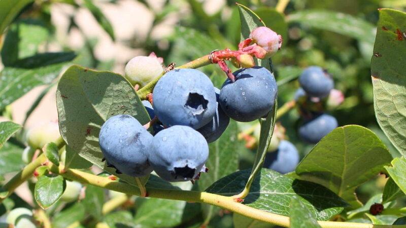 Pick Blueberries Day - July 10