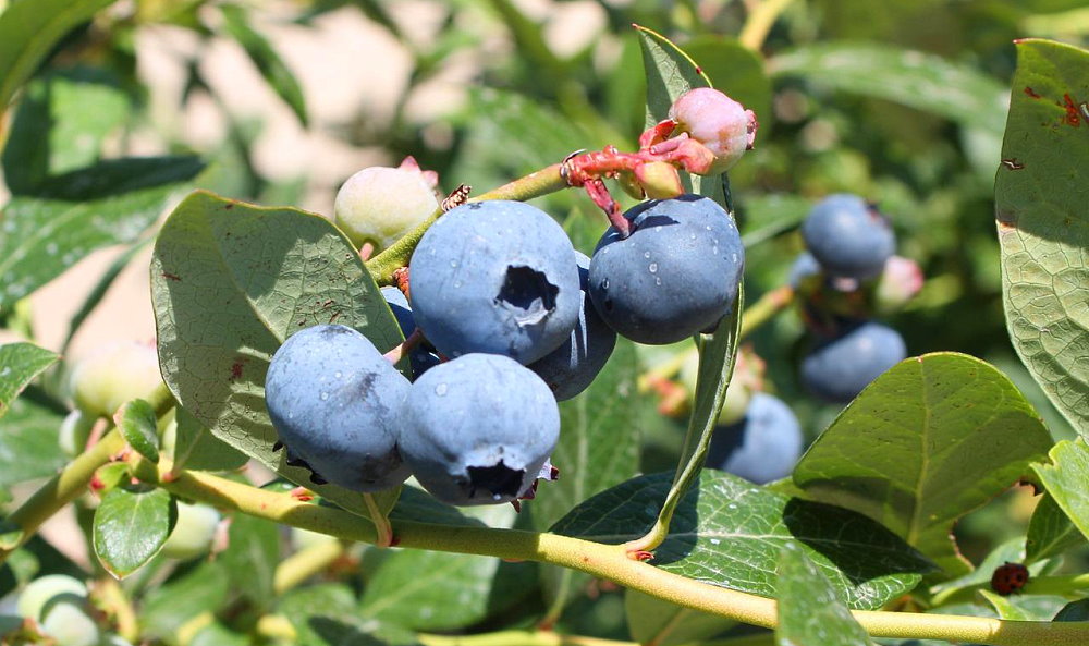 Pick Blueberries Day - July 10