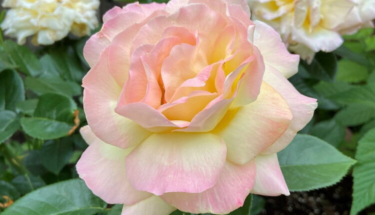 National Peace Rose Day - April 29