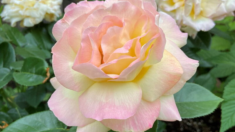 National Peace Rose Day - April 29