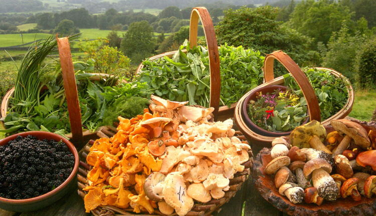 Wild Foods Day - October 28