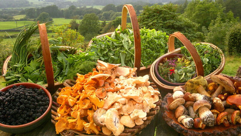 Wild Foods Day - October 28