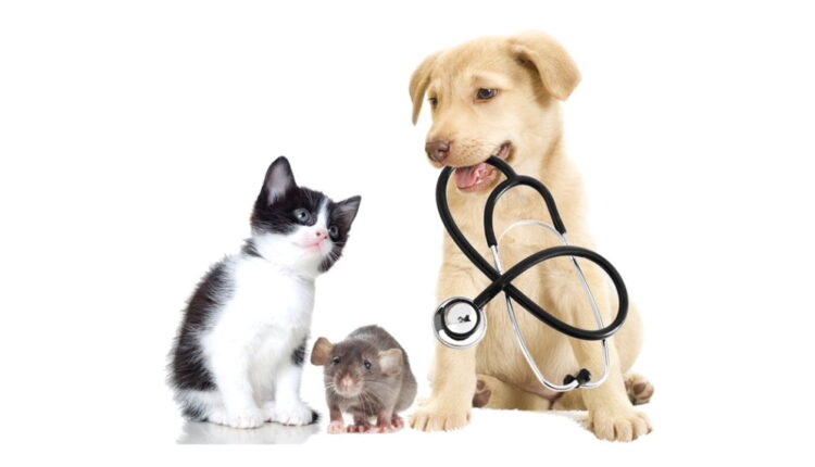 National Pet Wellness Month - October