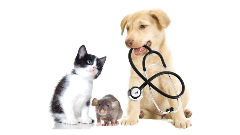 National Pet Wellness Month - October