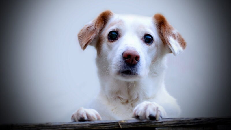 National Mutt Day - July 31