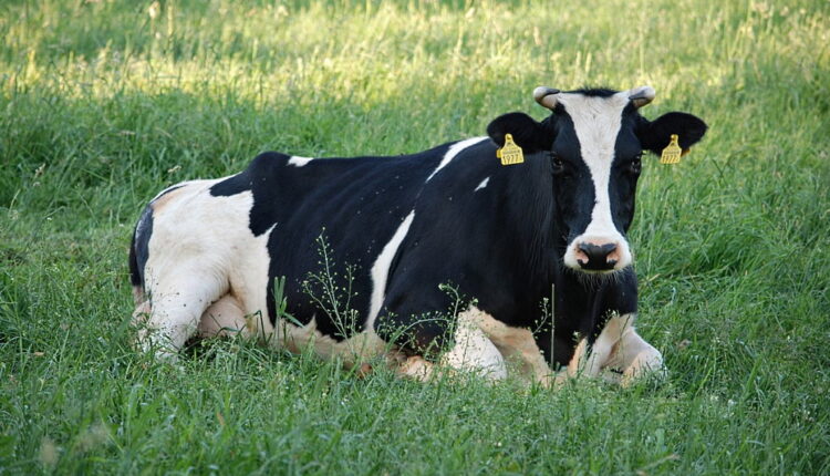 Cow Appreciation Day - July