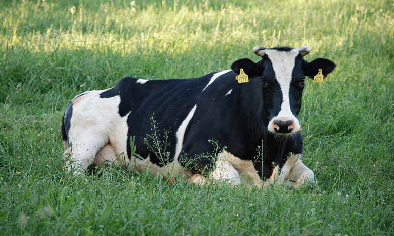 Cow Appreciation Day - July