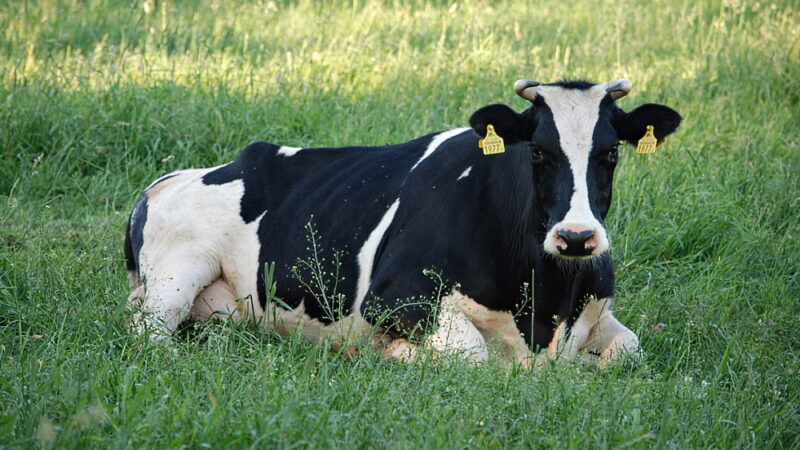 Cow Appreciation Day - July