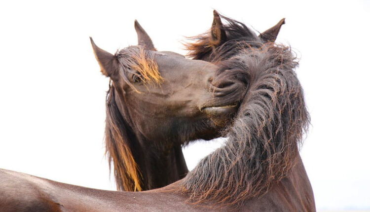 I Love Horses Day - July 15