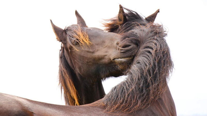 I Love Horses Day - July 15