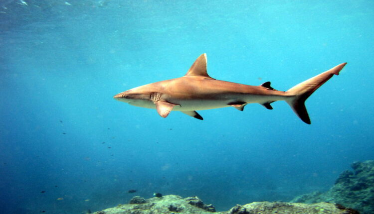 Shark Awareness Day - July 14