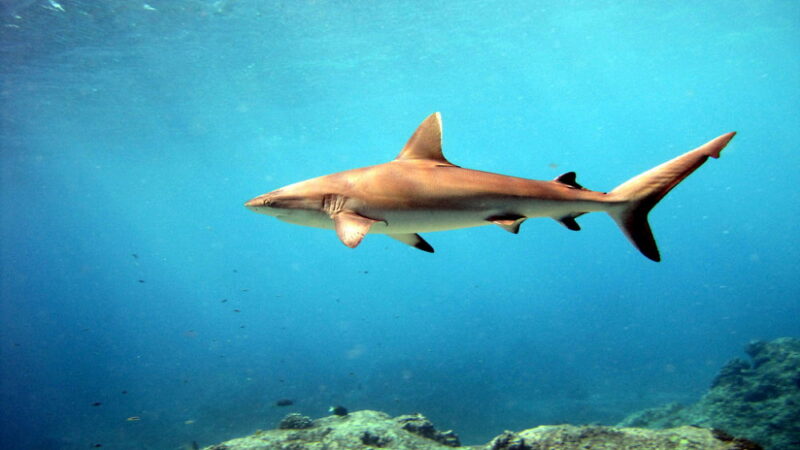 Shark Awareness Day - July 14