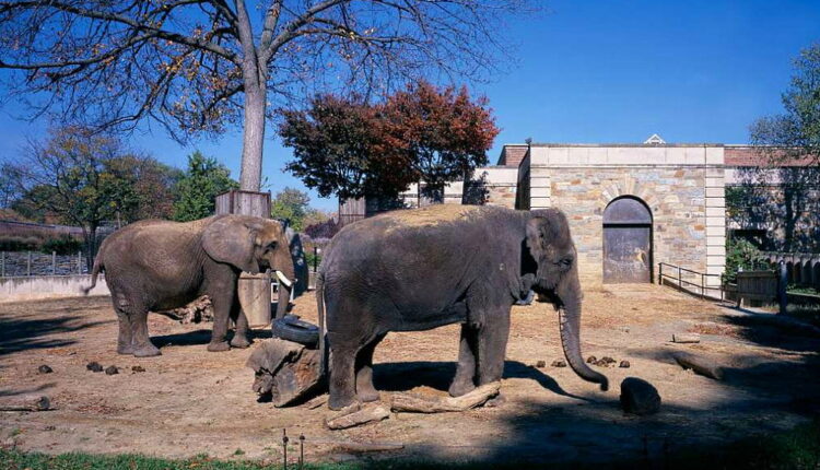 American Zoo Day - July 1