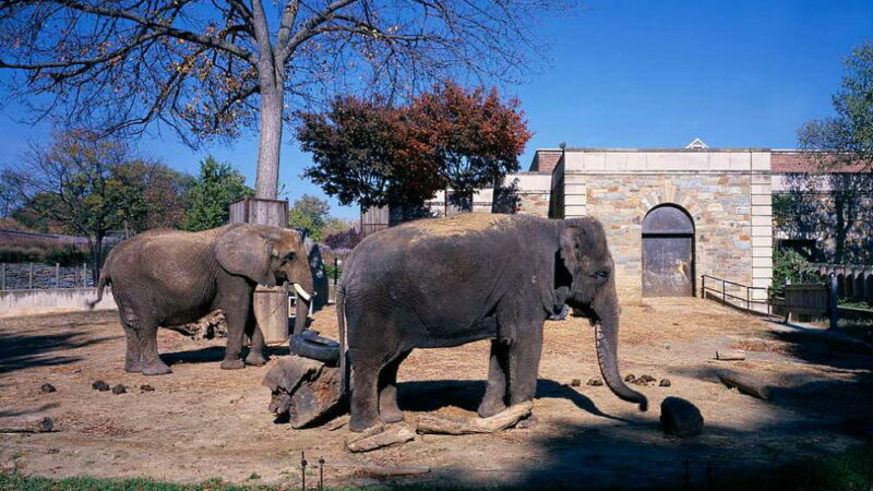 American Zoo Day - July 1