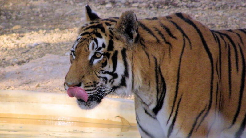 International Tiger Day - July 29