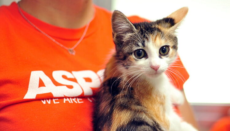 American Society for the Prevention of Cruelty to Animals Day - April 10