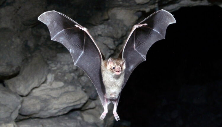 Bat Appreciation Day - April 17