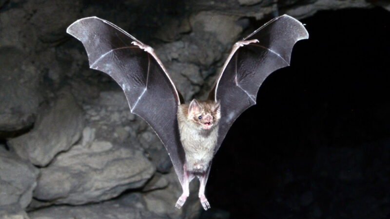 Bat Appreciation Day - April 17