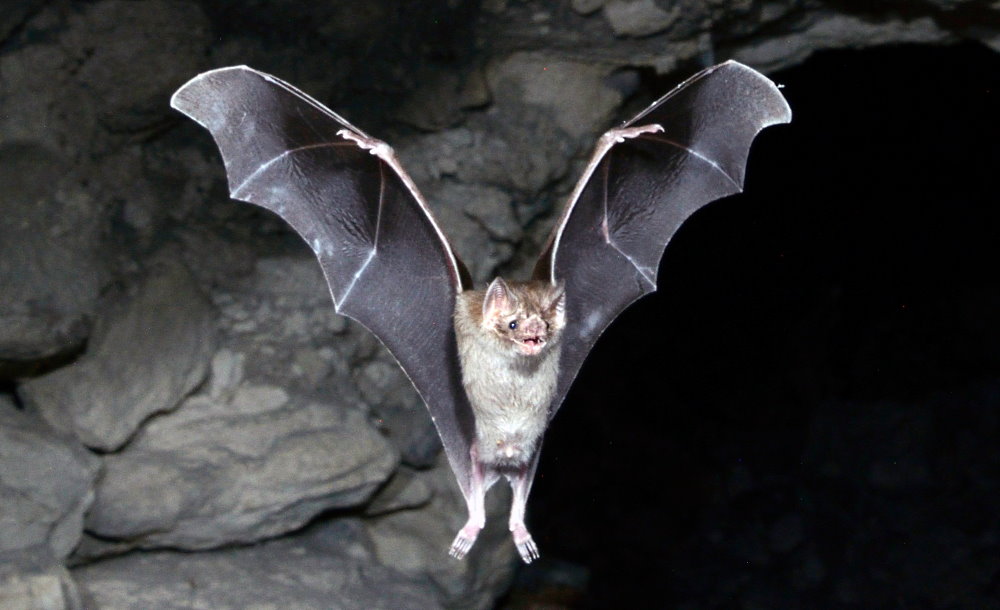 Bat Appreciation Day - April 17
