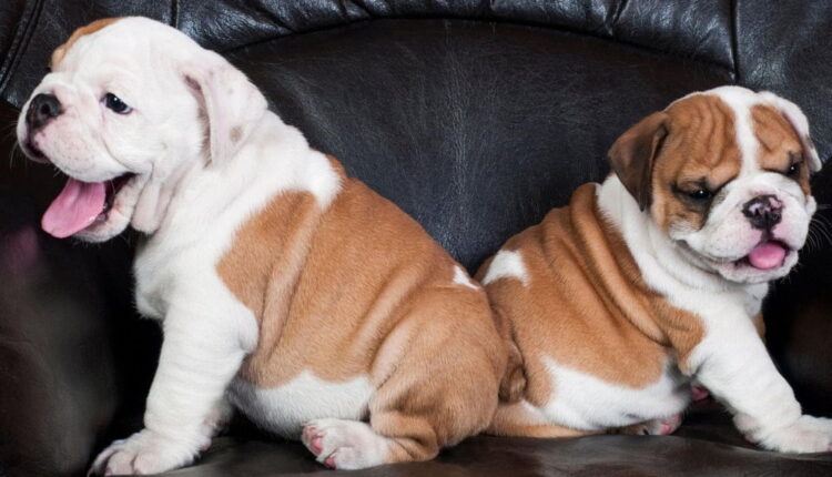 Bulldogs are Beautiful Day - April 21