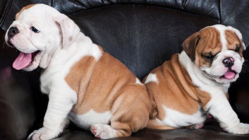 Bulldogs are Beautiful Day - April 21