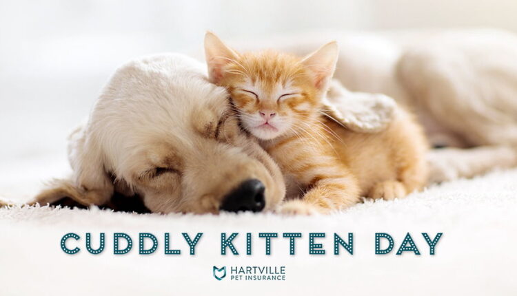 Cuddly Kitten Day - March 23