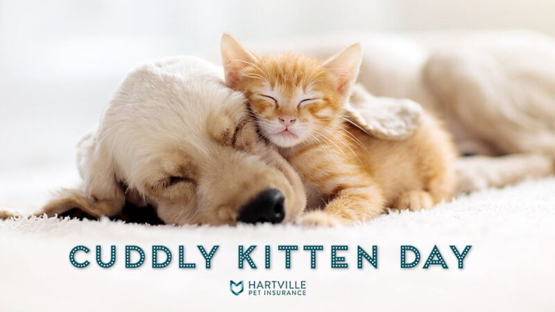 Cuddly Kitten Day - March 23