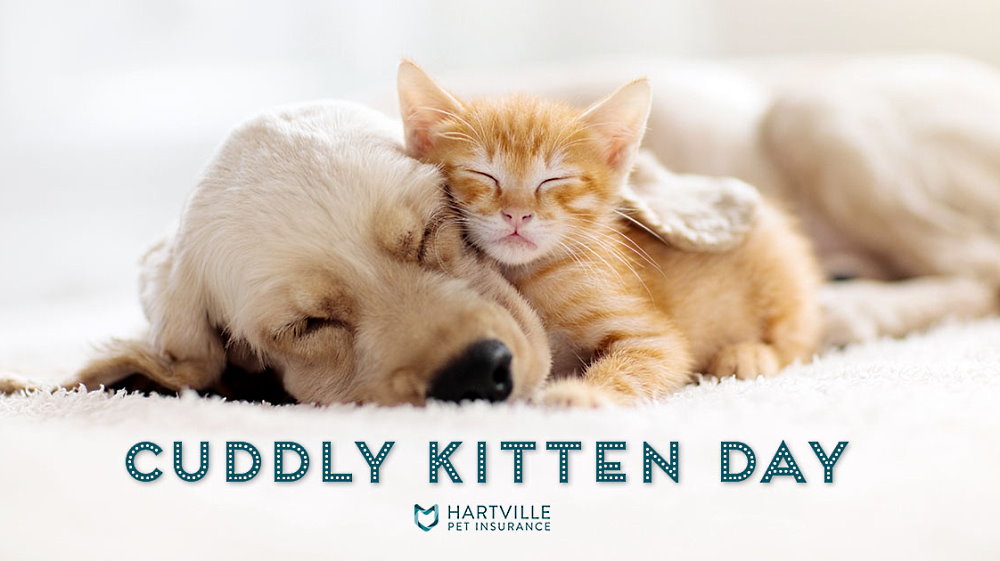 Cuddly Kitten Day - March 23