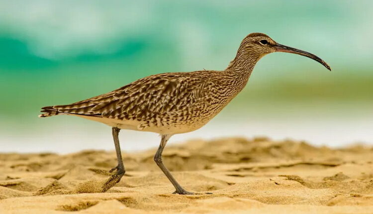 Curlew Day - March 16