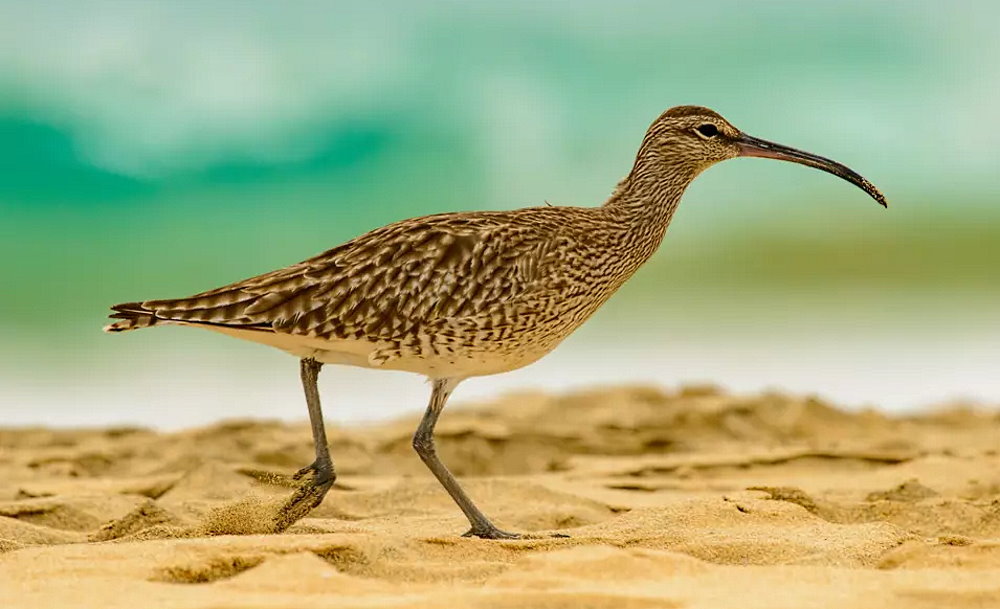 Curlew Day - March 16