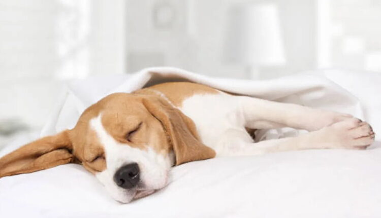 Dog Farting Awareness Day - April 8