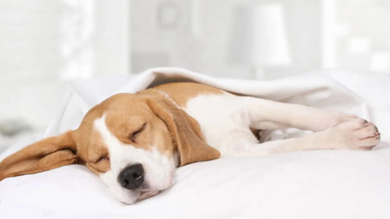 Dog Farting Awareness Day - April 8