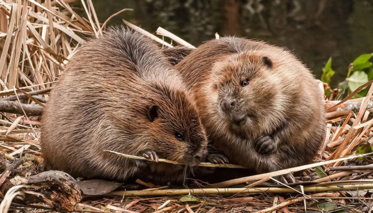 International Beaver Day - April 7