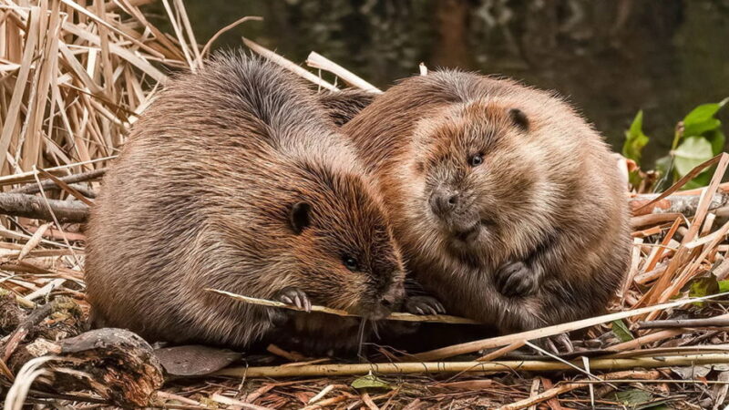 International Beaver Day - April 7