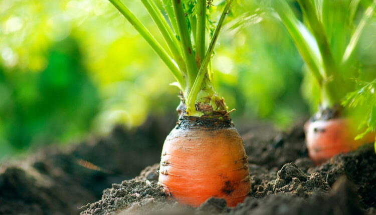 International Carrot Day - April 4