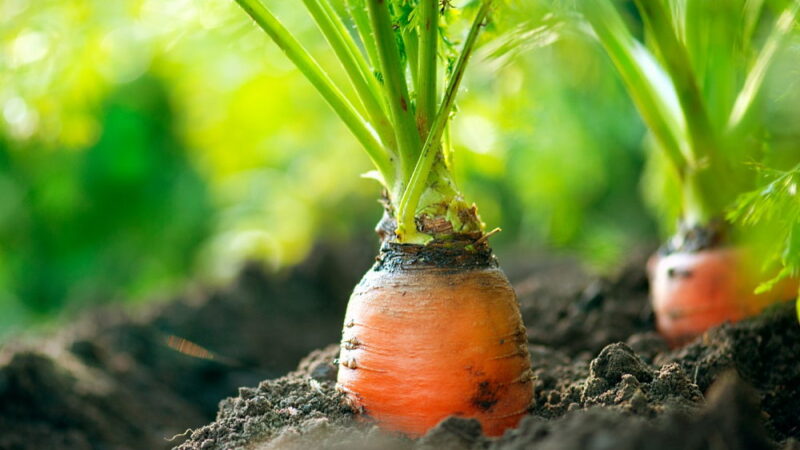 International Carrot Day - April 4