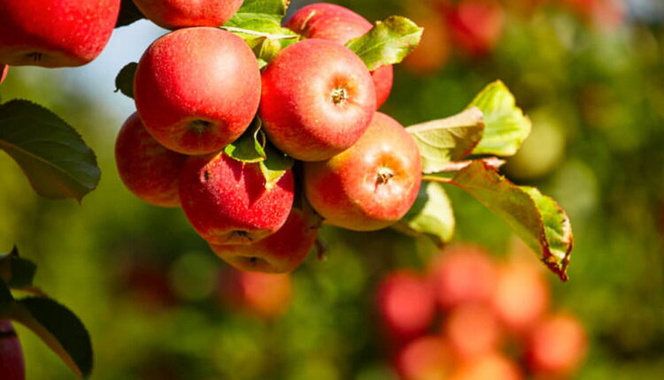 Johnny Appleseed Day - September 26