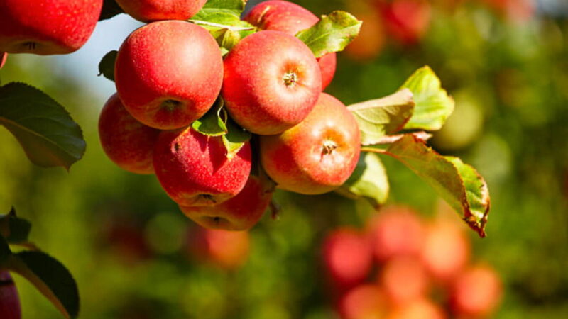 Johnny Appleseed Day - September 26